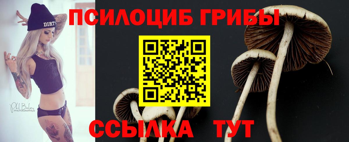 Тара  купить наркоту  Вход с VPN  Псилоцибиновые грибы MAGIC MUSHROOMS 
